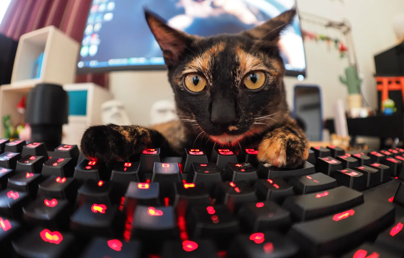 Photo wallpaper eyes, cat, look, keyboard