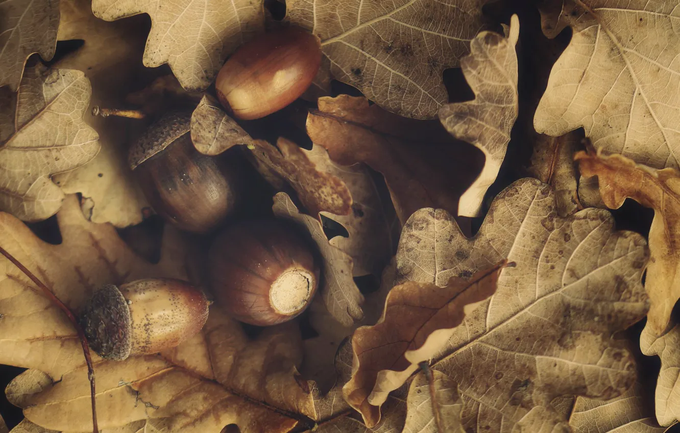 Photo wallpaper autumn, leaves, acorns