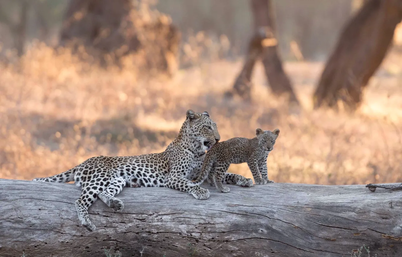 Photo wallpaper leopard, Africa, log, cub, kitty, bokeh, Zambia, Lower Zambezi National Park