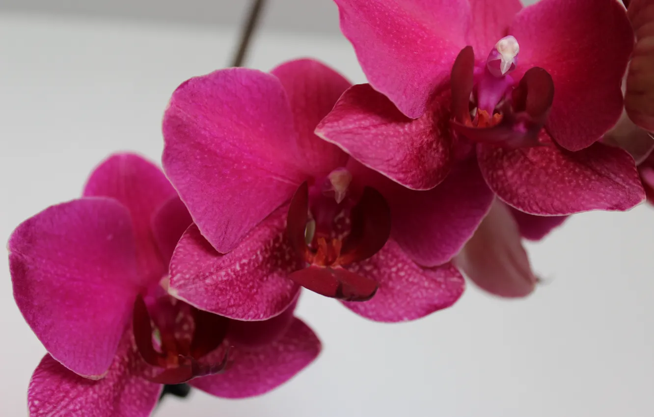 Photo wallpaper Orchid, an Orchid branch, Orchid flower