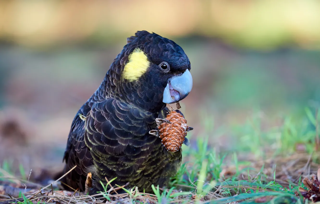 Photo wallpaper bumps, cockatoo, parrot, glade, bird, black
