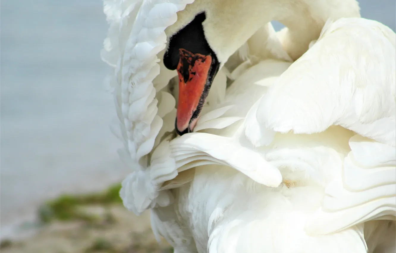 Photo wallpaper bird, wings, beak, swans