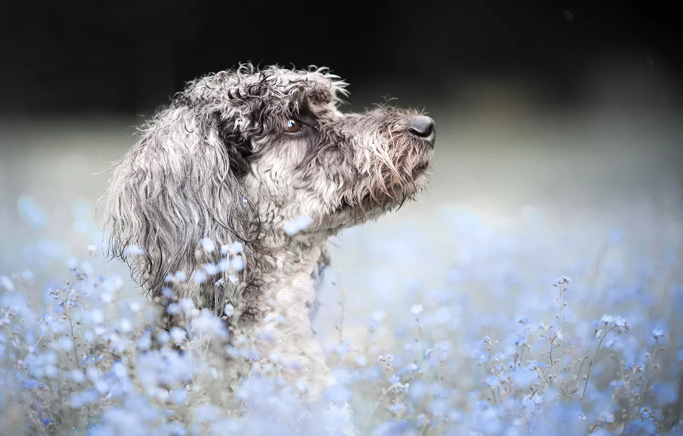 Photo wallpaper face, flowers, background, portrait, dog, profile, poodle, bokeh