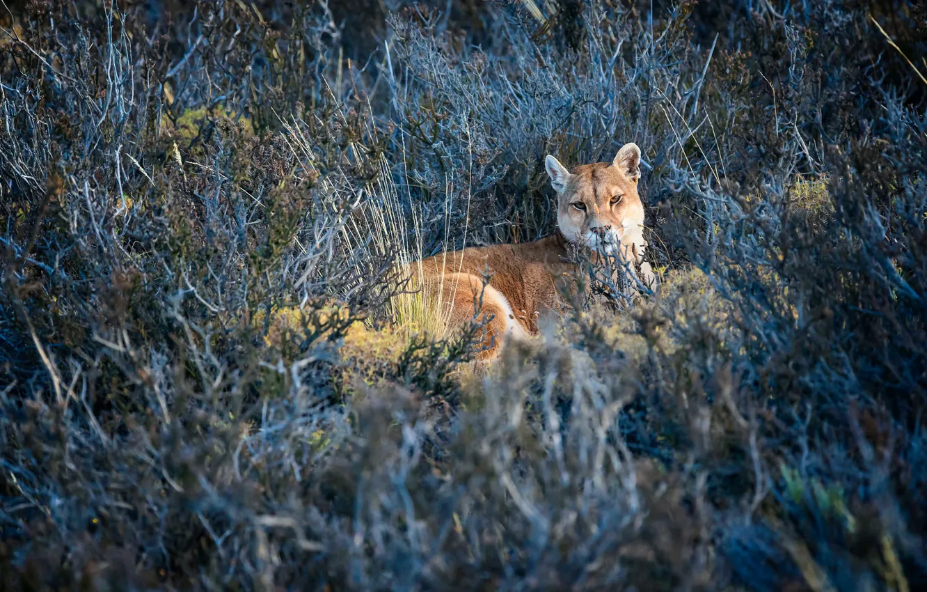 Photo wallpaper pose, look, lies, stay, Puma, face, Cougar, vegetation