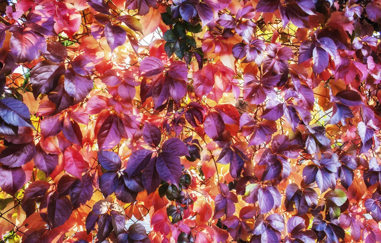 Photo wallpaper leaves, mesh, plant, netting, trudging