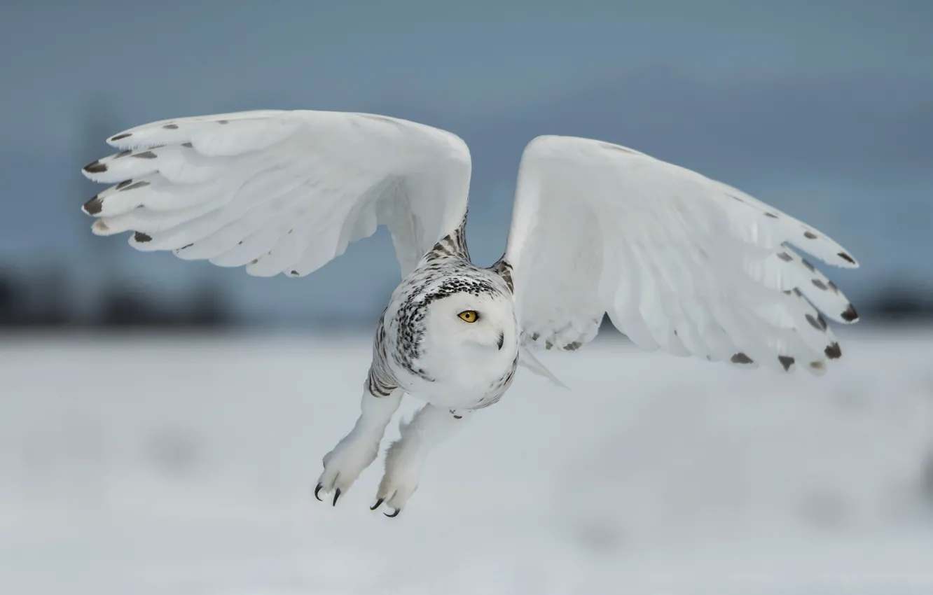 Photo wallpaper winter, field, white, the sky, look, snow, flight, close-up