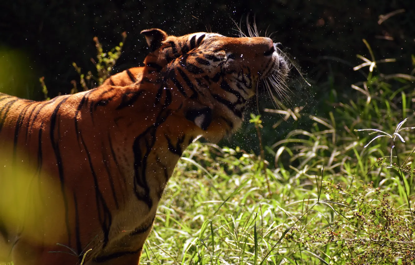 Photo wallpaper summer, face, light, squirt, nature, tiger, the bushes, shakes
