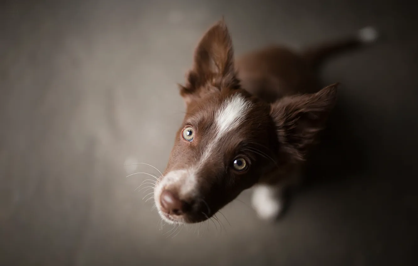 Photo wallpaper muzzle, brown, puppy, Tissaia