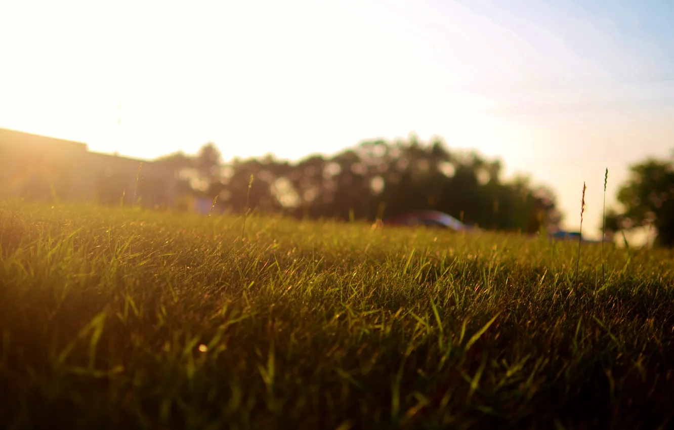 Photo wallpaper grass, the sun, yard