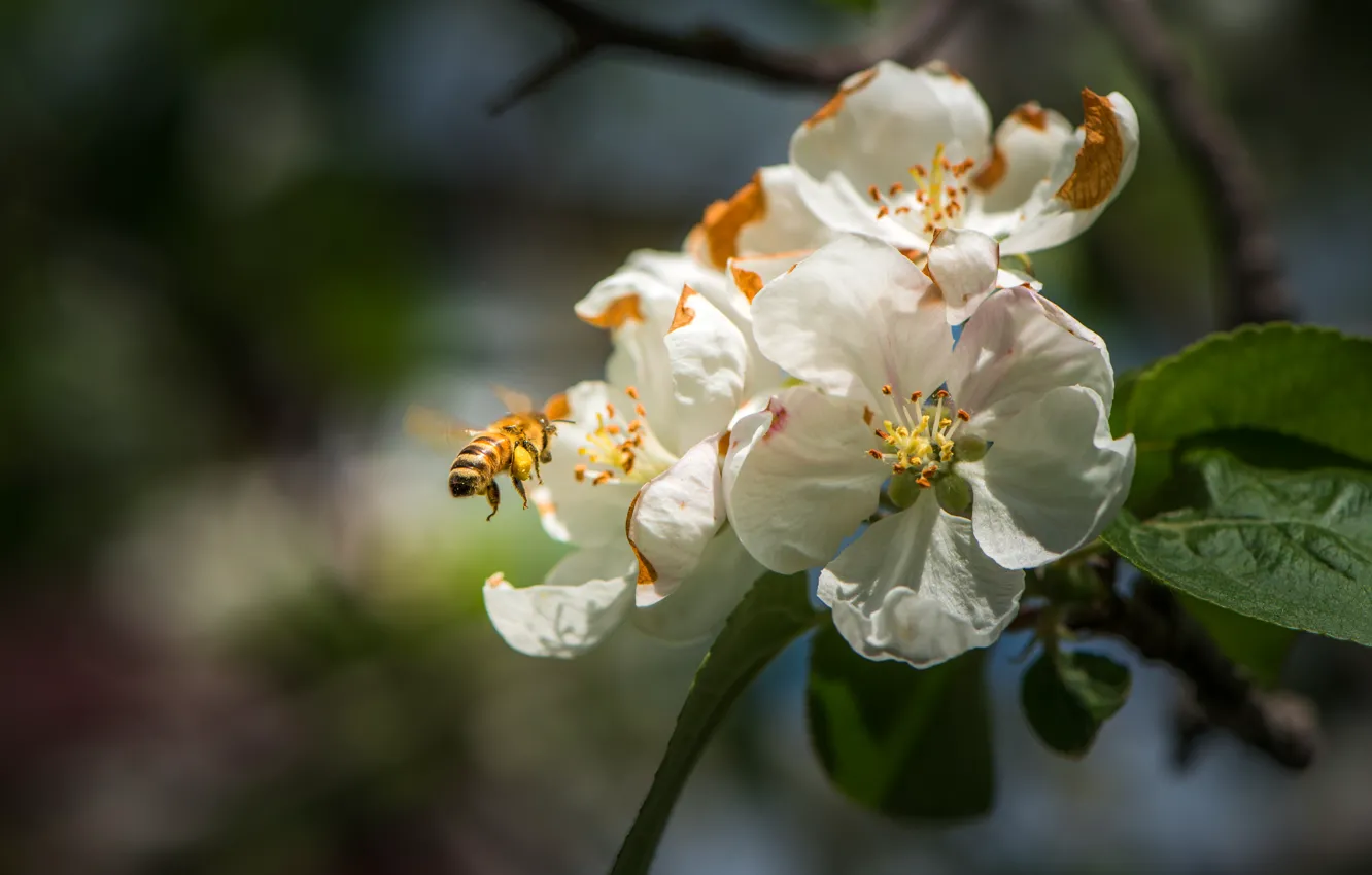 Photo wallpaper macro, flowers, bee, branch, spring, insect, white, flowering