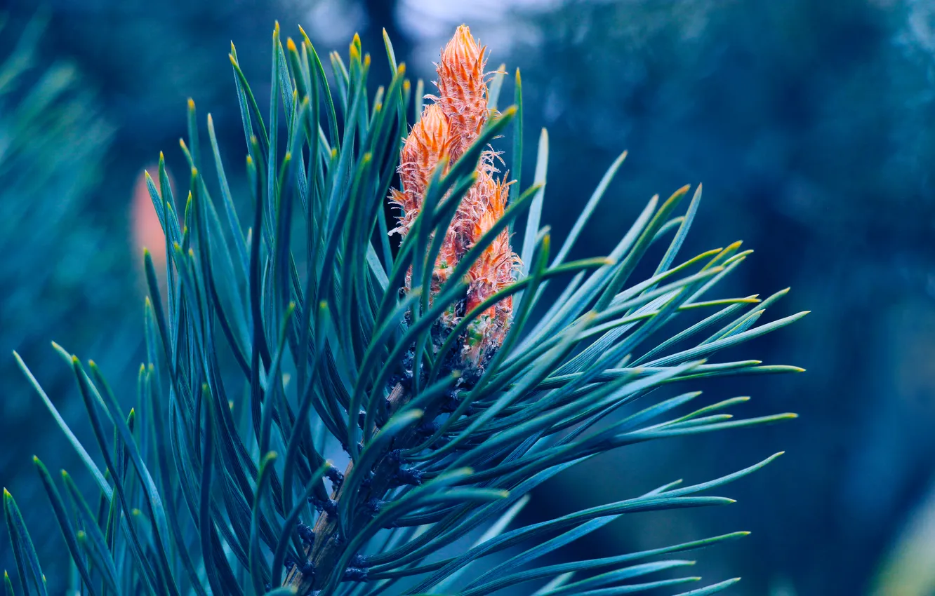 Photo wallpaper spring, pine, twig