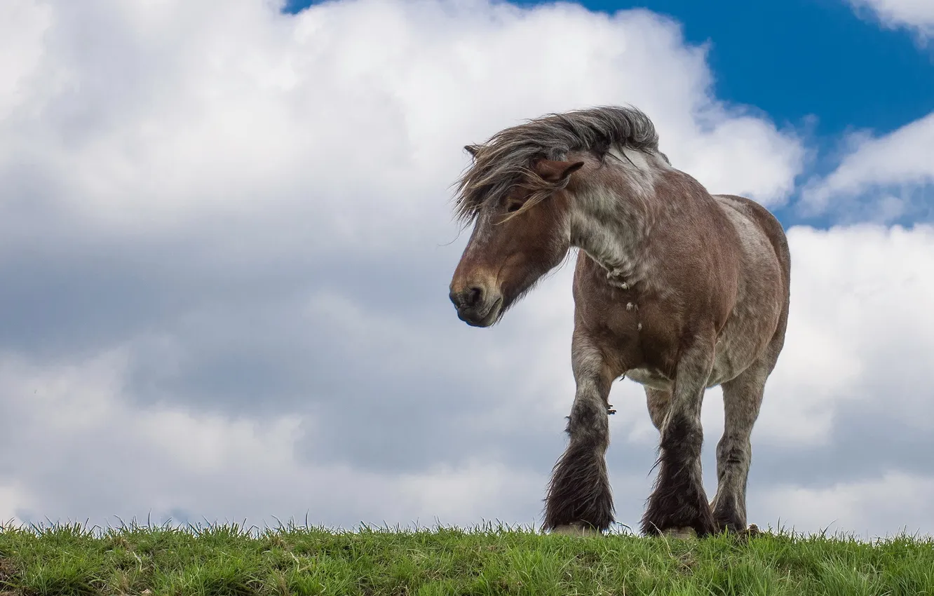 Photo wallpaper the sky, nature, horse