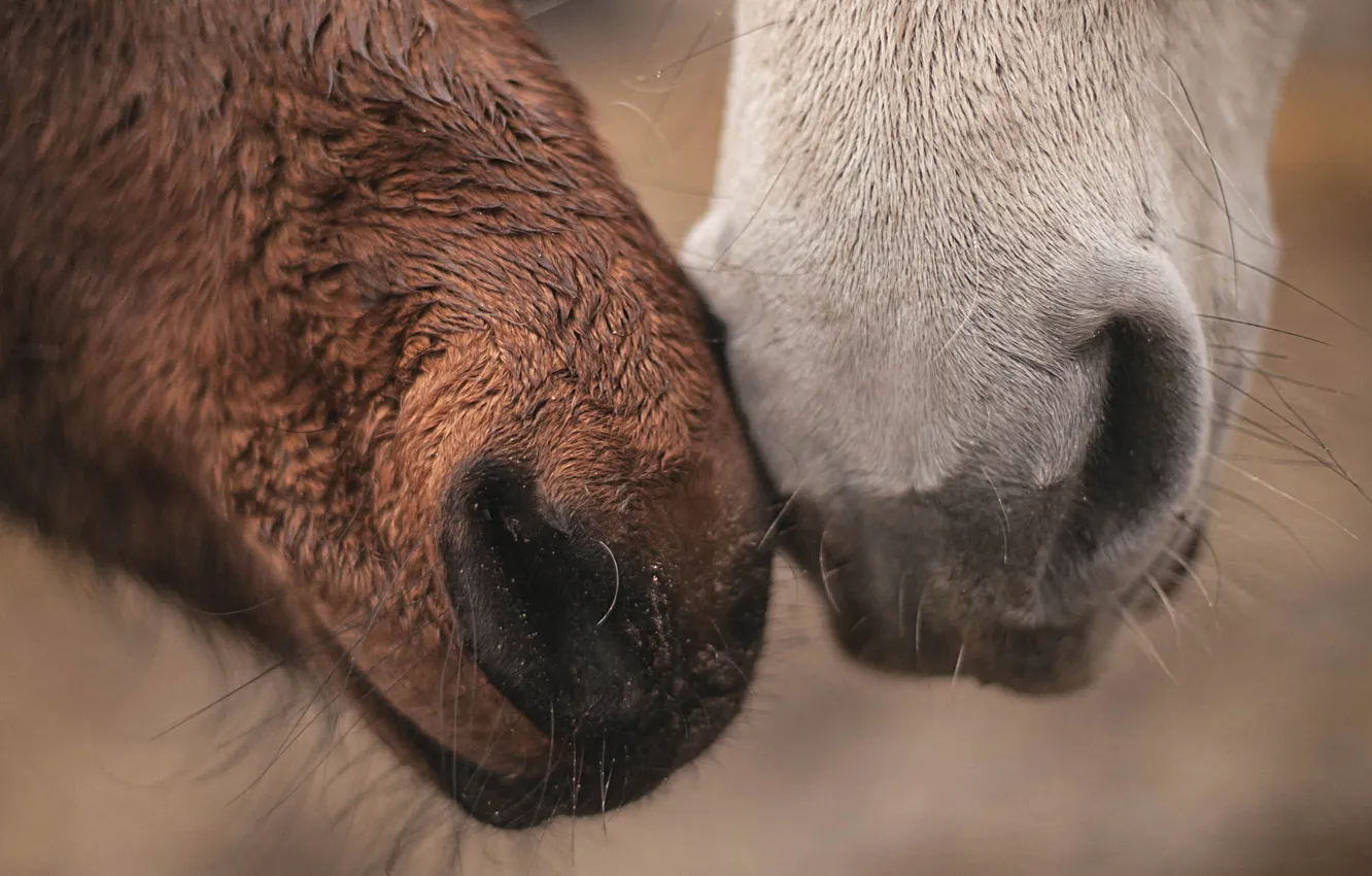 Photo wallpaper face, background, horse