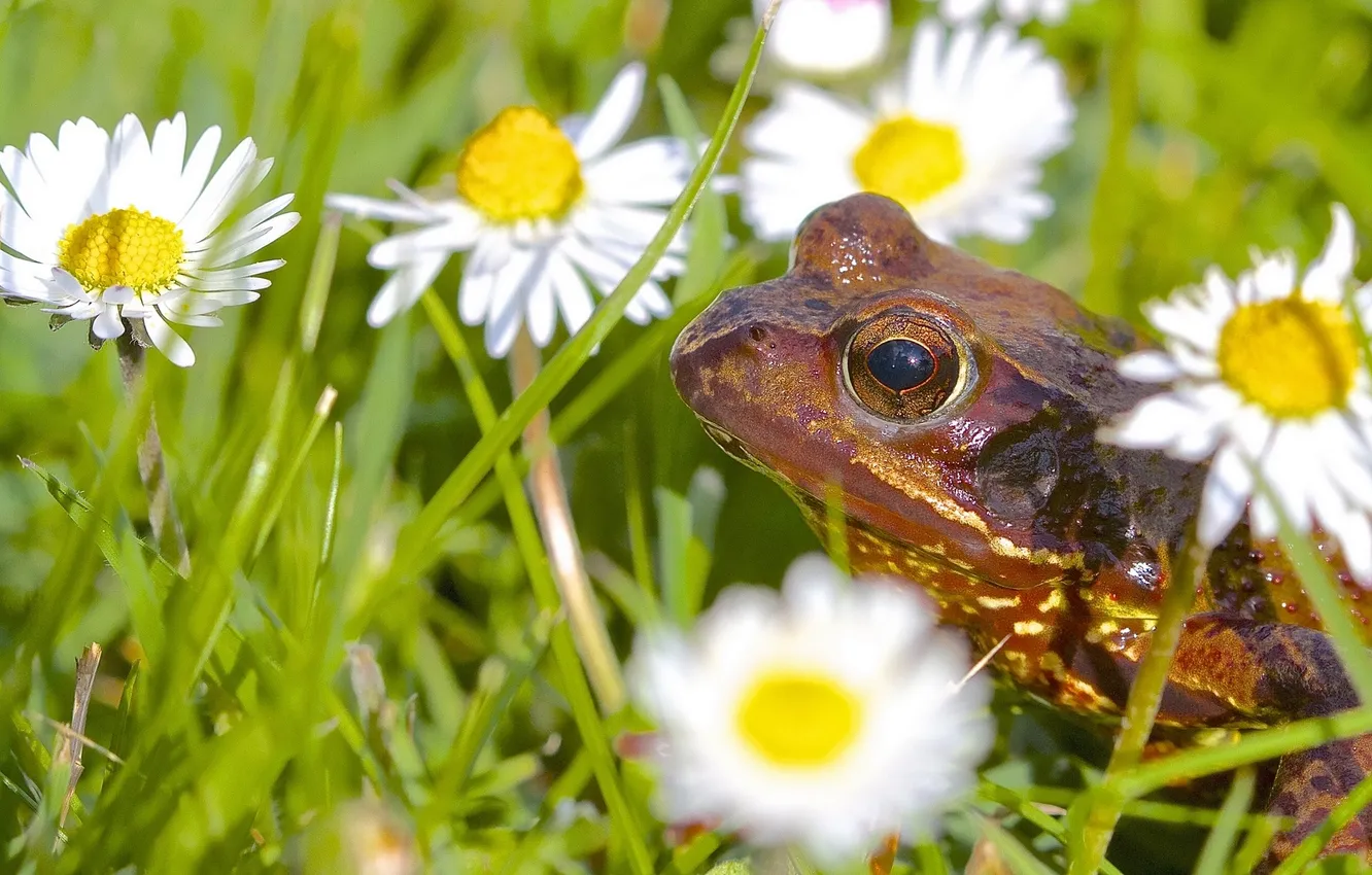 Photo wallpaper flowers, frog, chamomile