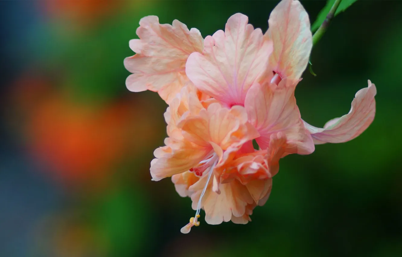 Photo wallpaper flower, macro, pink, blur