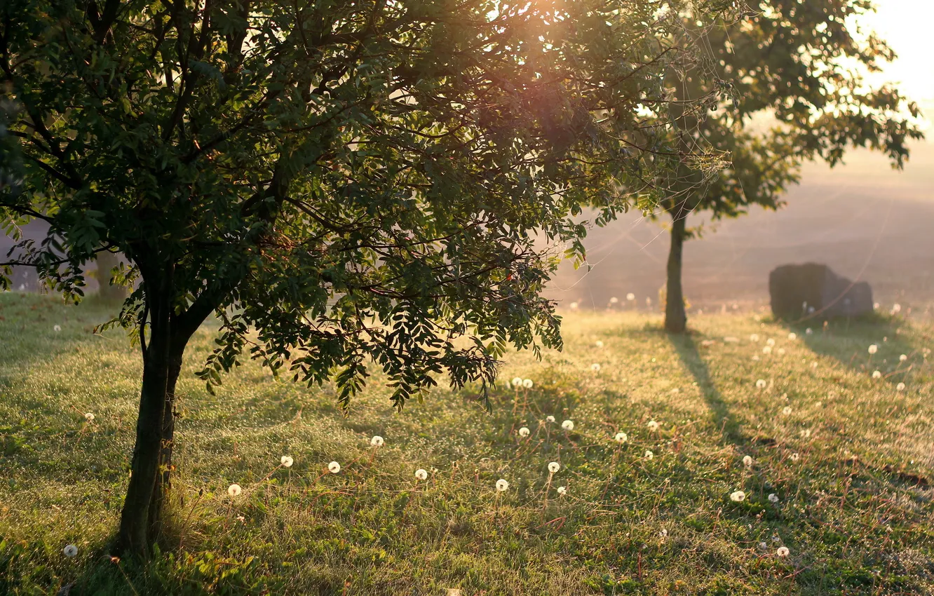 Photo wallpaper light, trees, beauty, web, morning