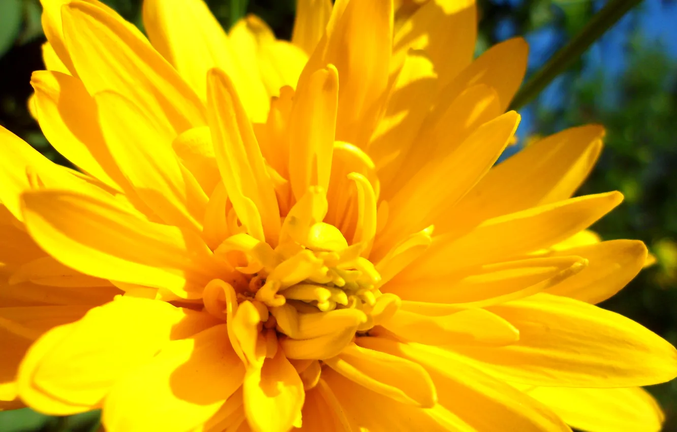 Photo wallpaper greens, grass, the sun, flowers, yellow, bright