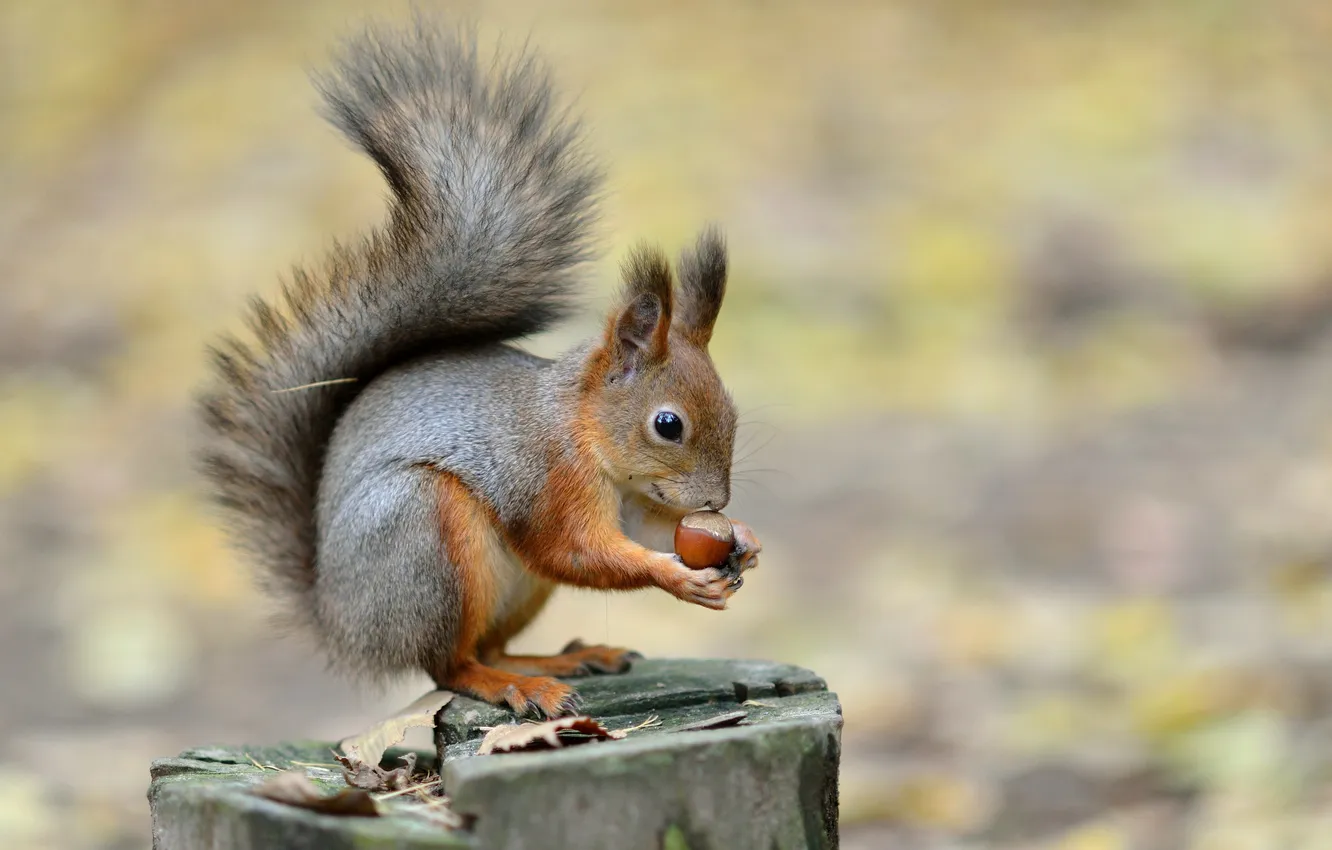 Photo wallpaper autumn, leaves, nature, background, animal, stump, protein, nuts
