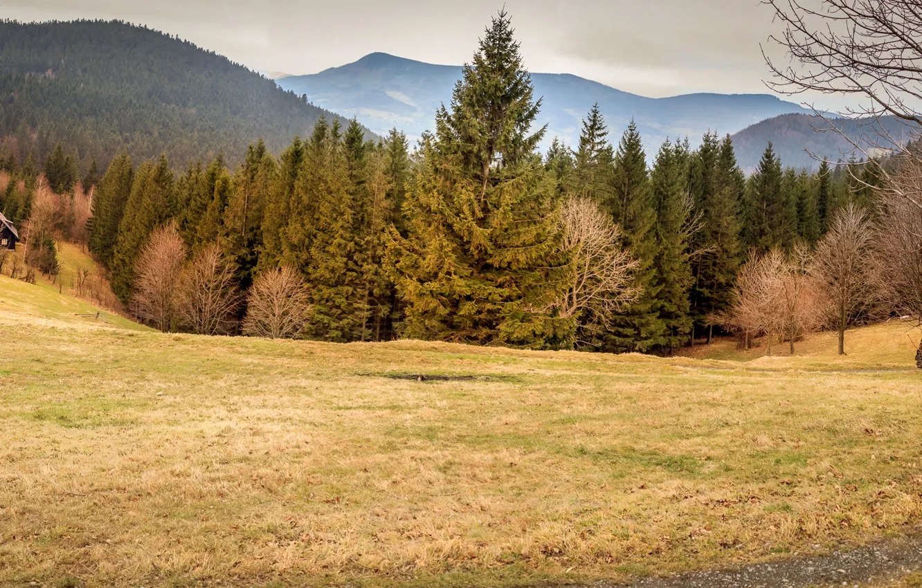 Photo wallpaper autumn, forest, trees, mountains, nature, glade, Czech Republic, meadow