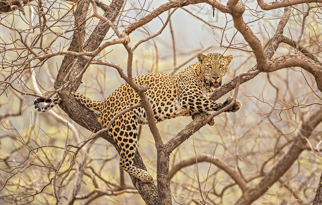 Photo wallpaper nature, tree, leopard
