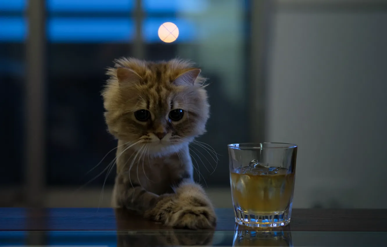 Photo wallpaper cat, look, glass