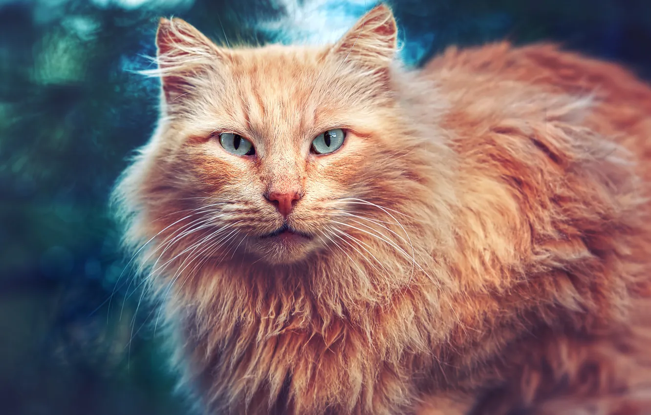 Photo wallpaper cat, cat, look, red cat