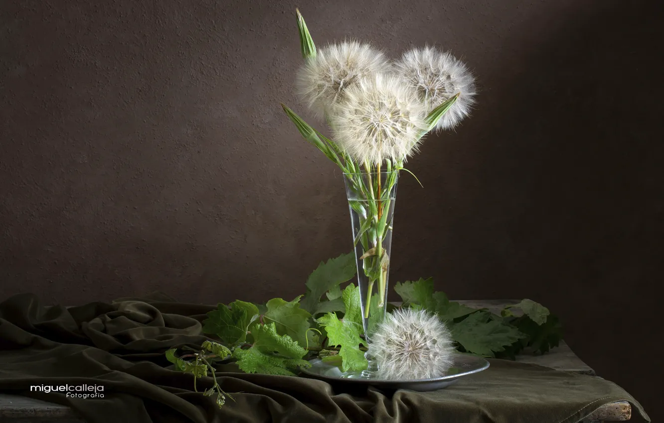 Photo wallpaper leaves, bouquet, salsify