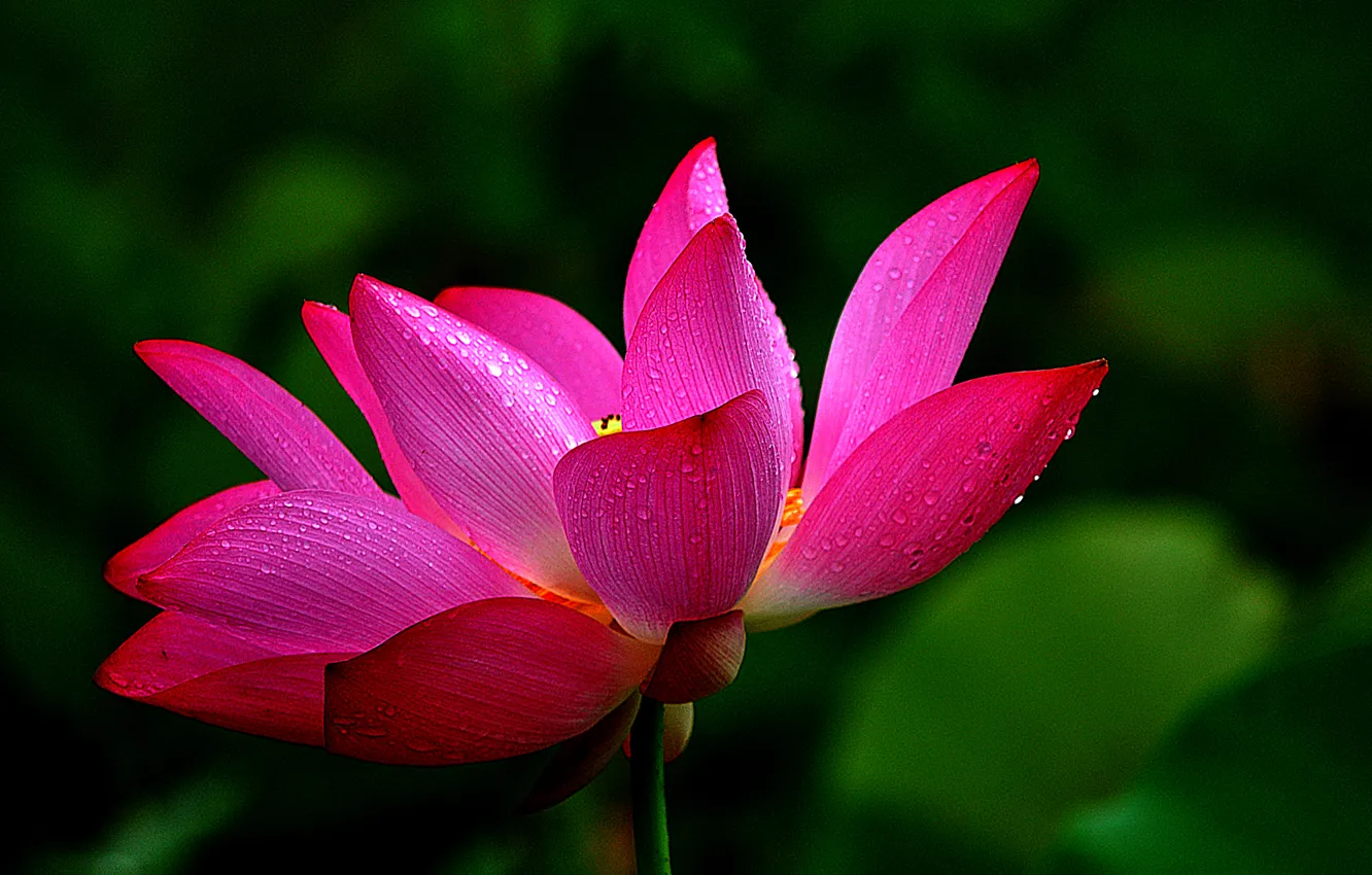Photo wallpaper leaves, water, drops, macro, petals, Lotus