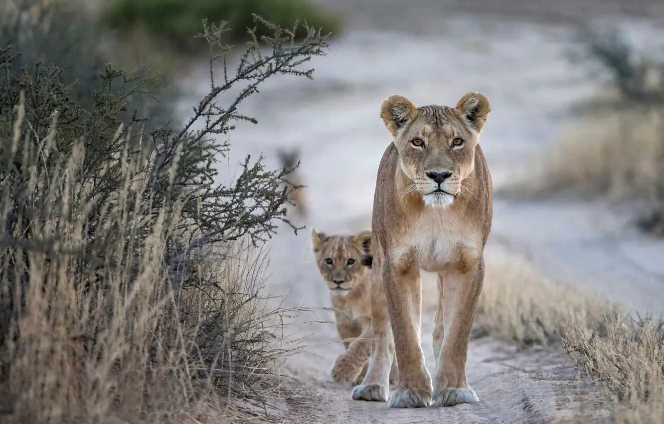 Photo wallpaper lioness, lion, wildlife