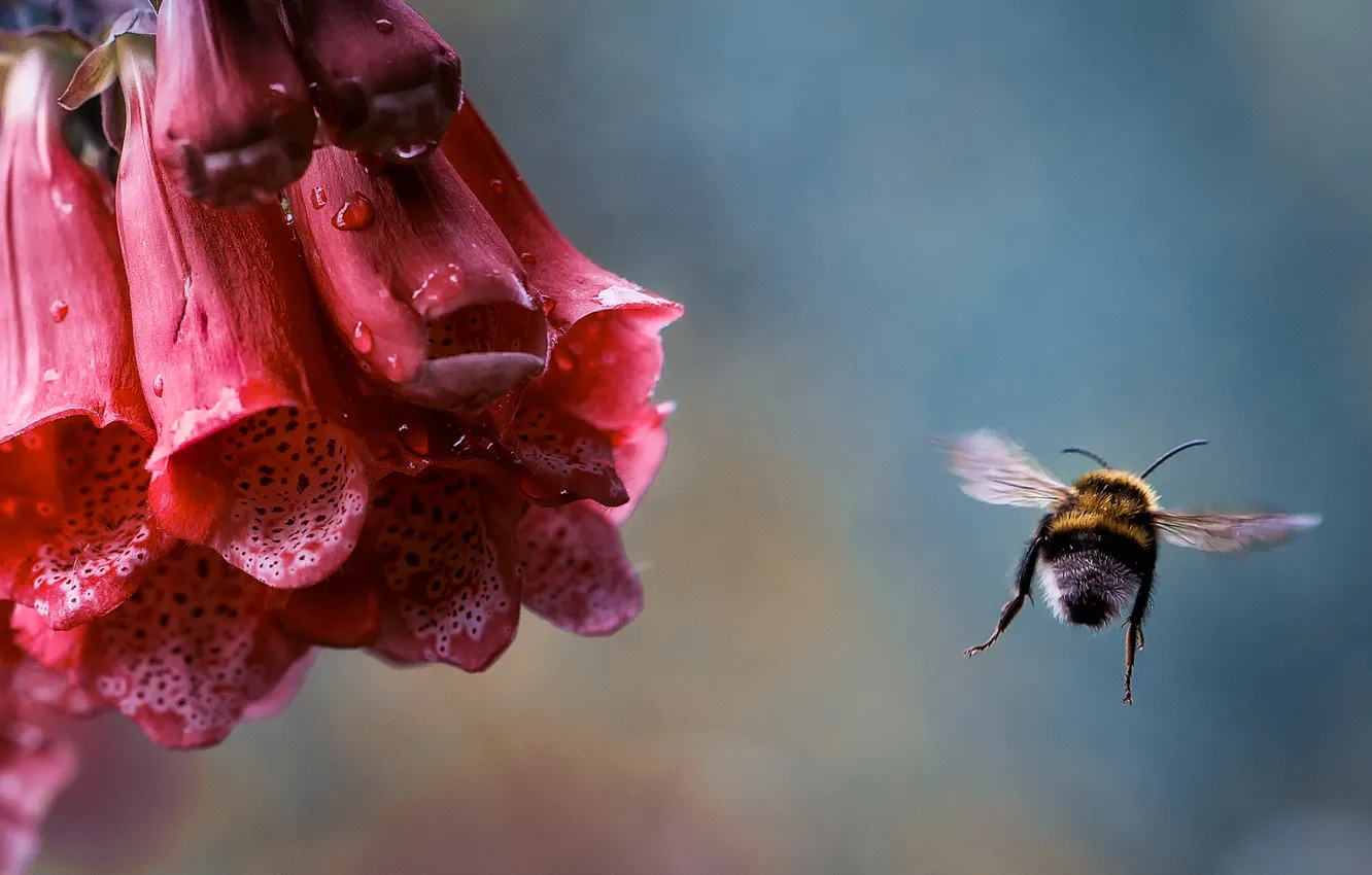 Photo wallpaper flower, drops, macro, flight, Rosa, insect, bumblebee