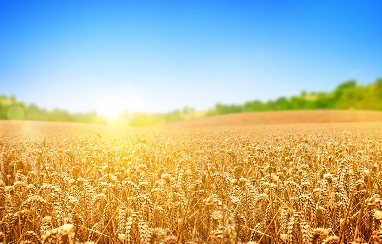 Photo wallpaper wheat, field, trees, the sun's rays