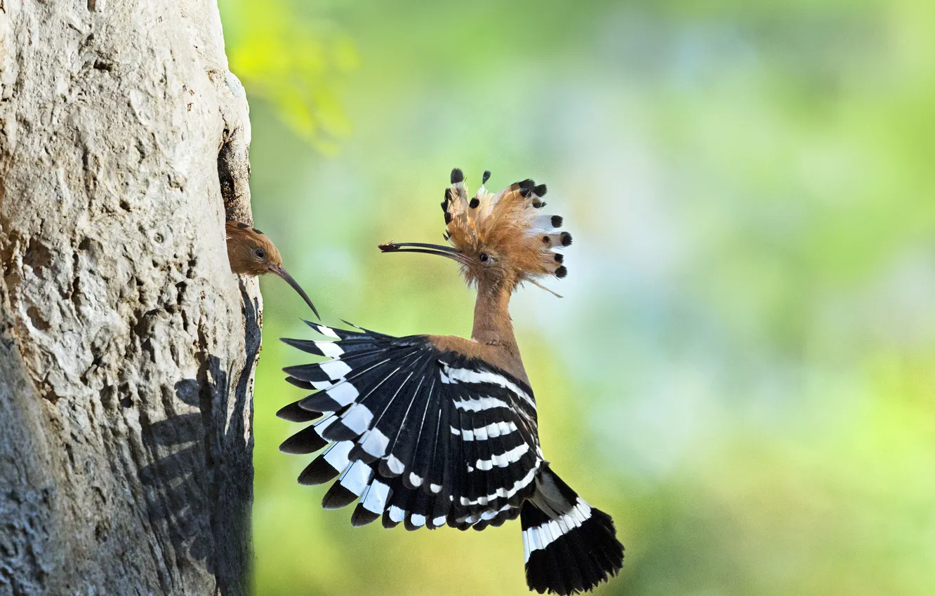 Photo wallpaper trees, flight, children, bird, wings, shadow, beak, hoopoe