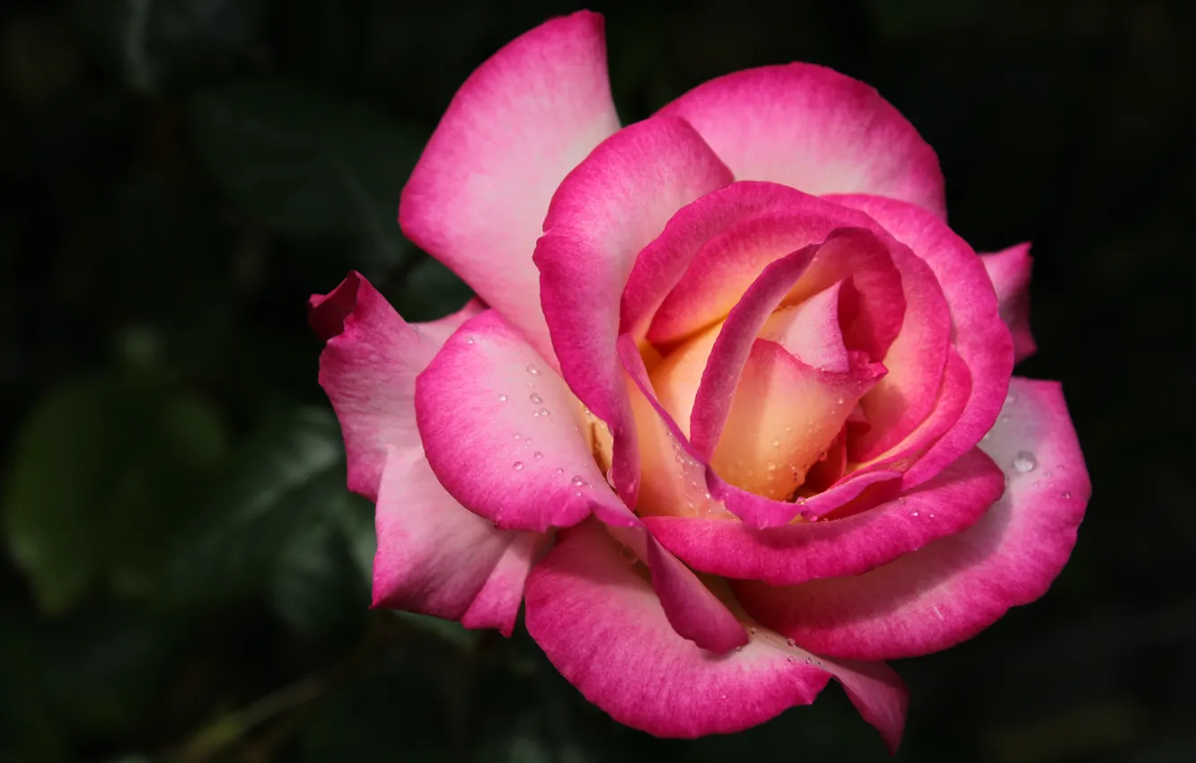 Photo wallpaper drops, the dark background, roses, pink