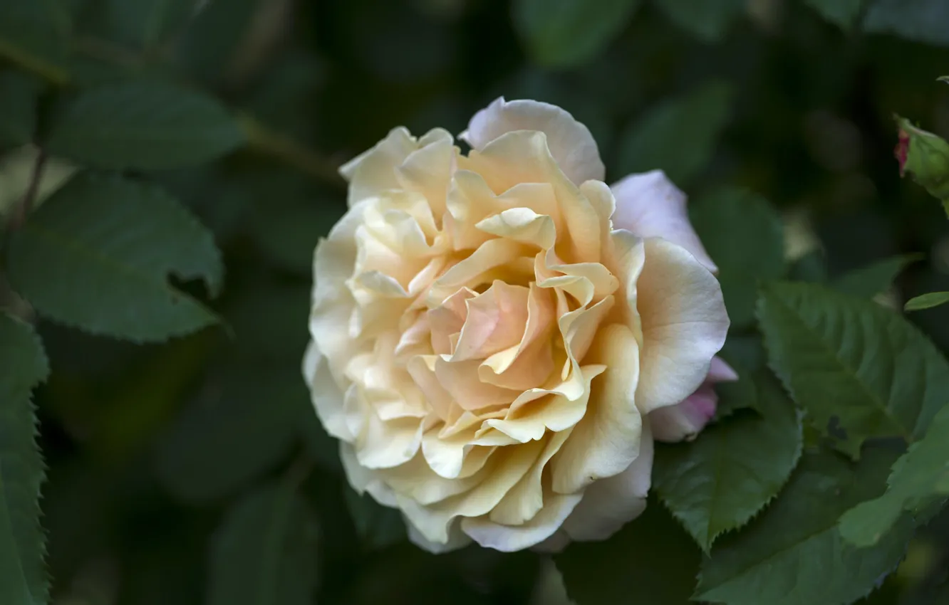 Photo wallpaper yellow, roses, petals