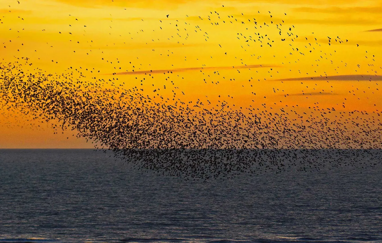 Photo wallpaper England, pack, Starling, Blackpool
