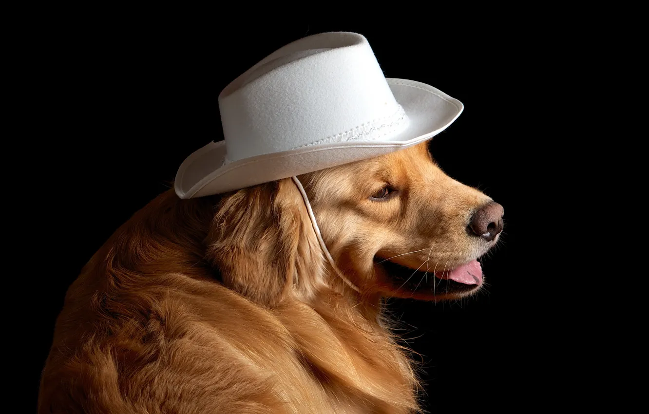 Photo wallpaper each, dog, hat