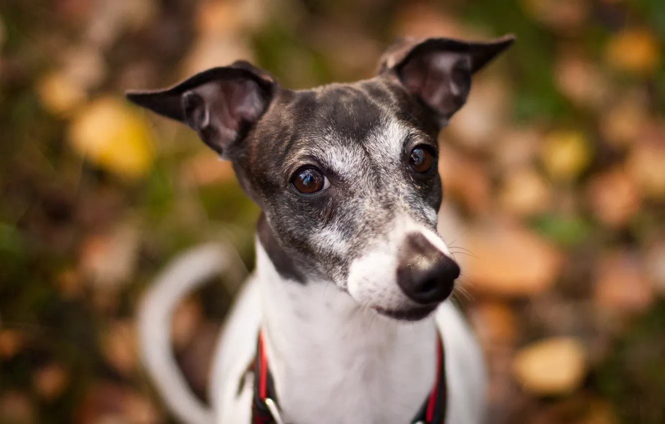 Photo wallpaper look, background, dog