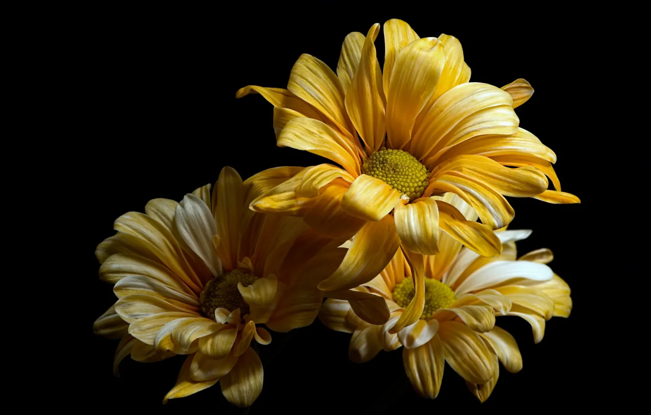 Photo wallpaper flowers, nature, background