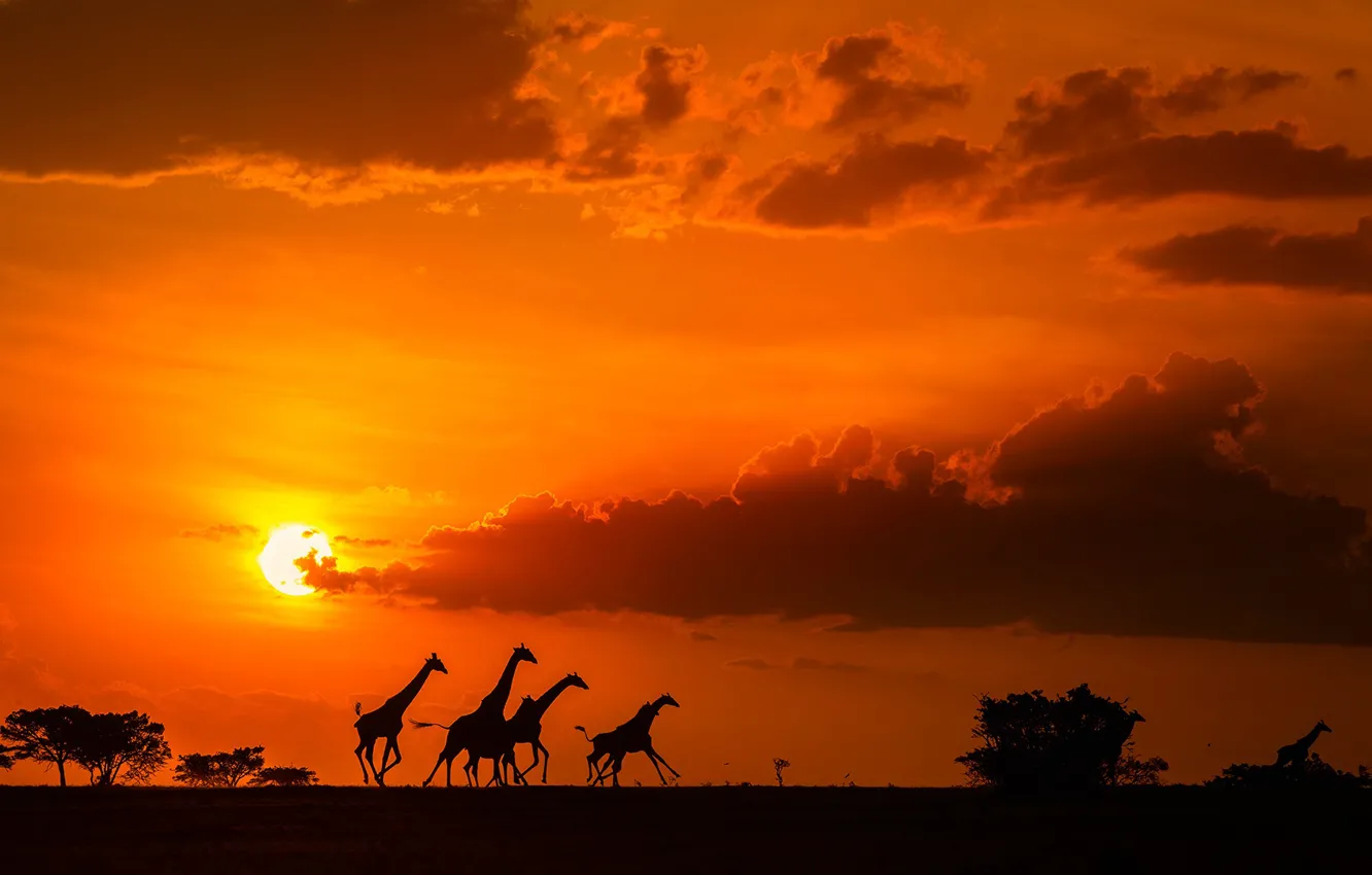 Photo wallpaper clouds, sunset, The sun, giraffes, Savannah, Africa, Sun, sunset