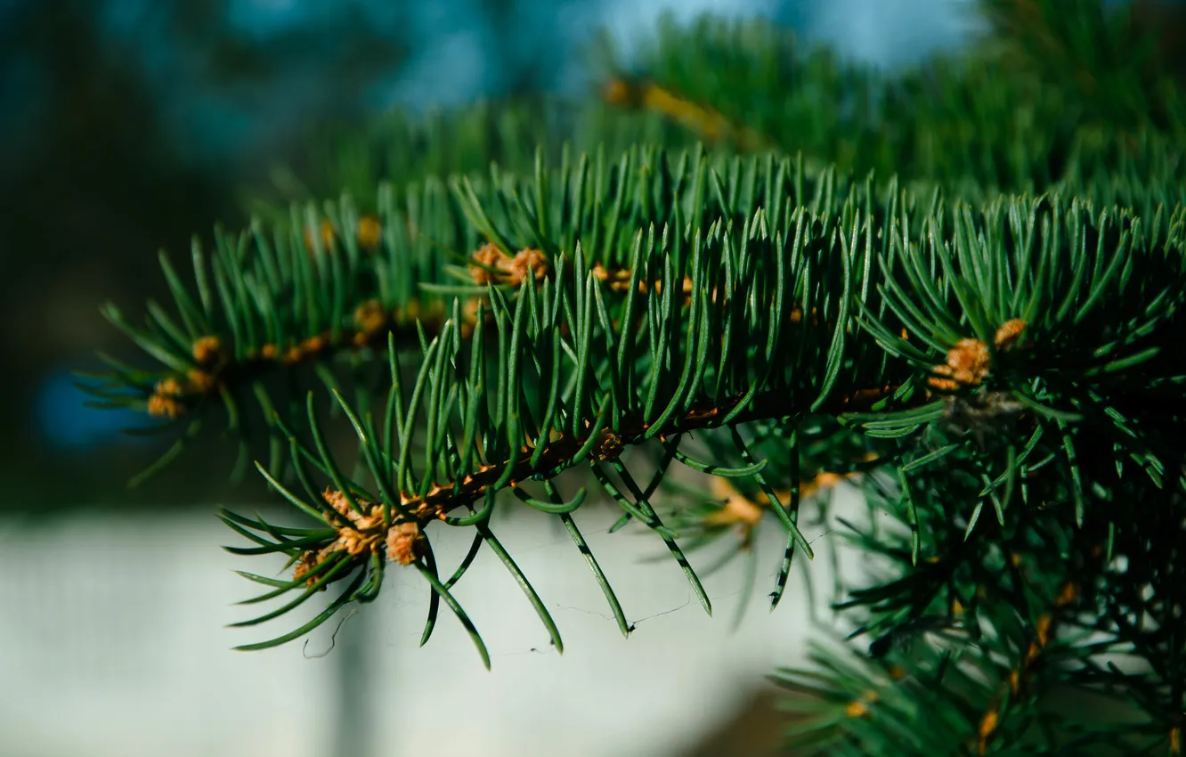 Photo wallpaper autumn, green, spruce