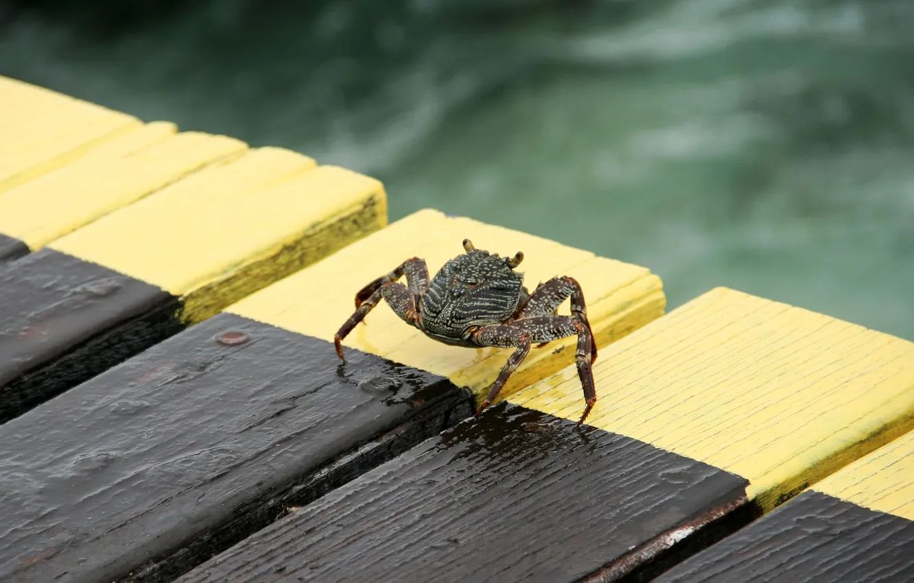 Photo wallpaper the ocean, island, crab, pierce, The Maldives