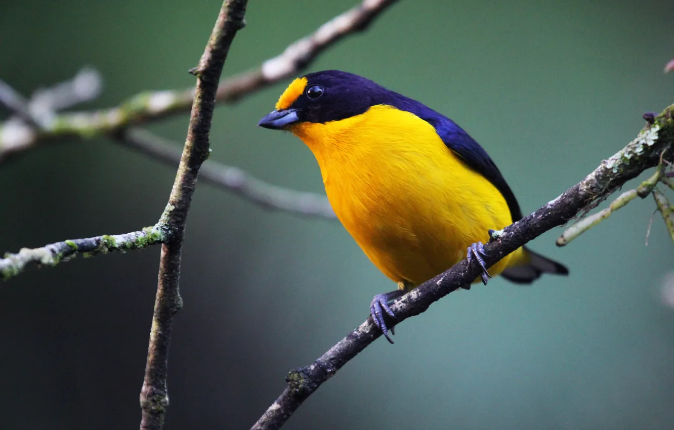 Photo wallpaper black, yellow, bird, branch, Gaturamo