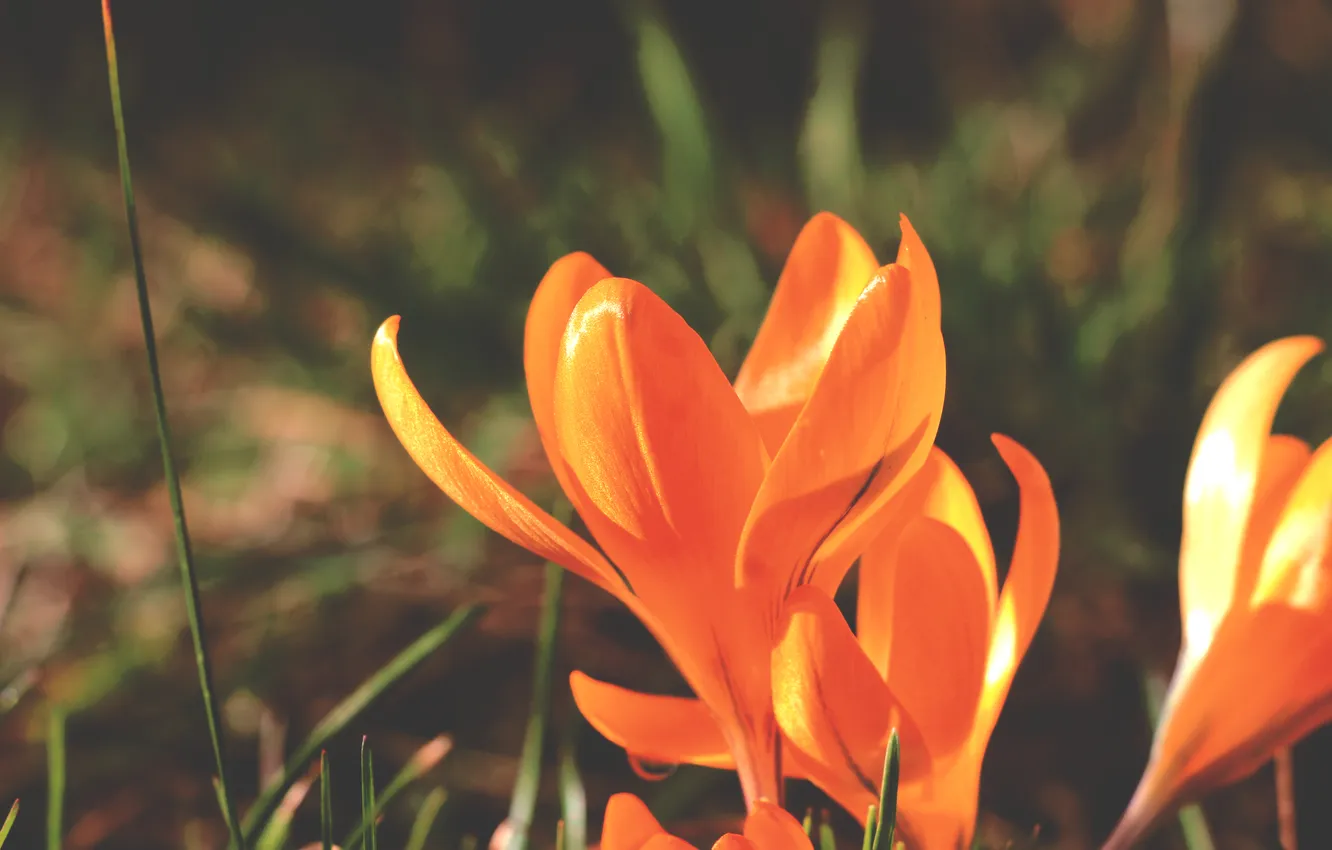 Photo wallpaper flower, Crocus, blooming