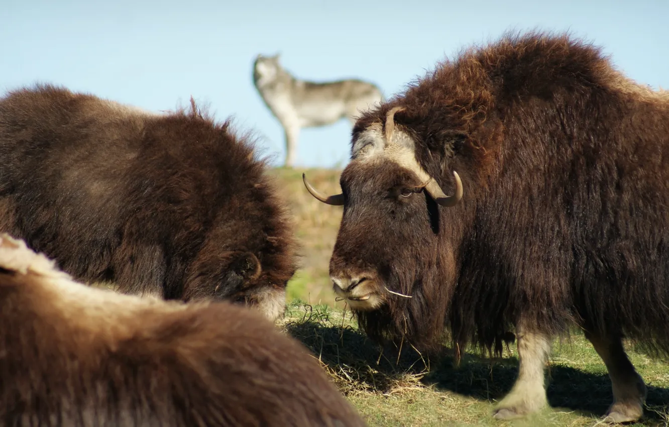 Photo wallpaper Canada, horns, wildlife, Bison, Winnipeg, Muskox, ..grass