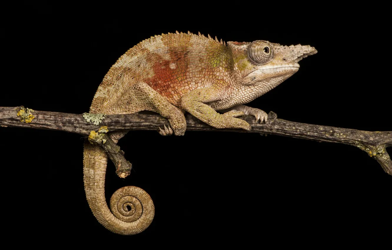 Photo wallpaper chameleon, branch, brown