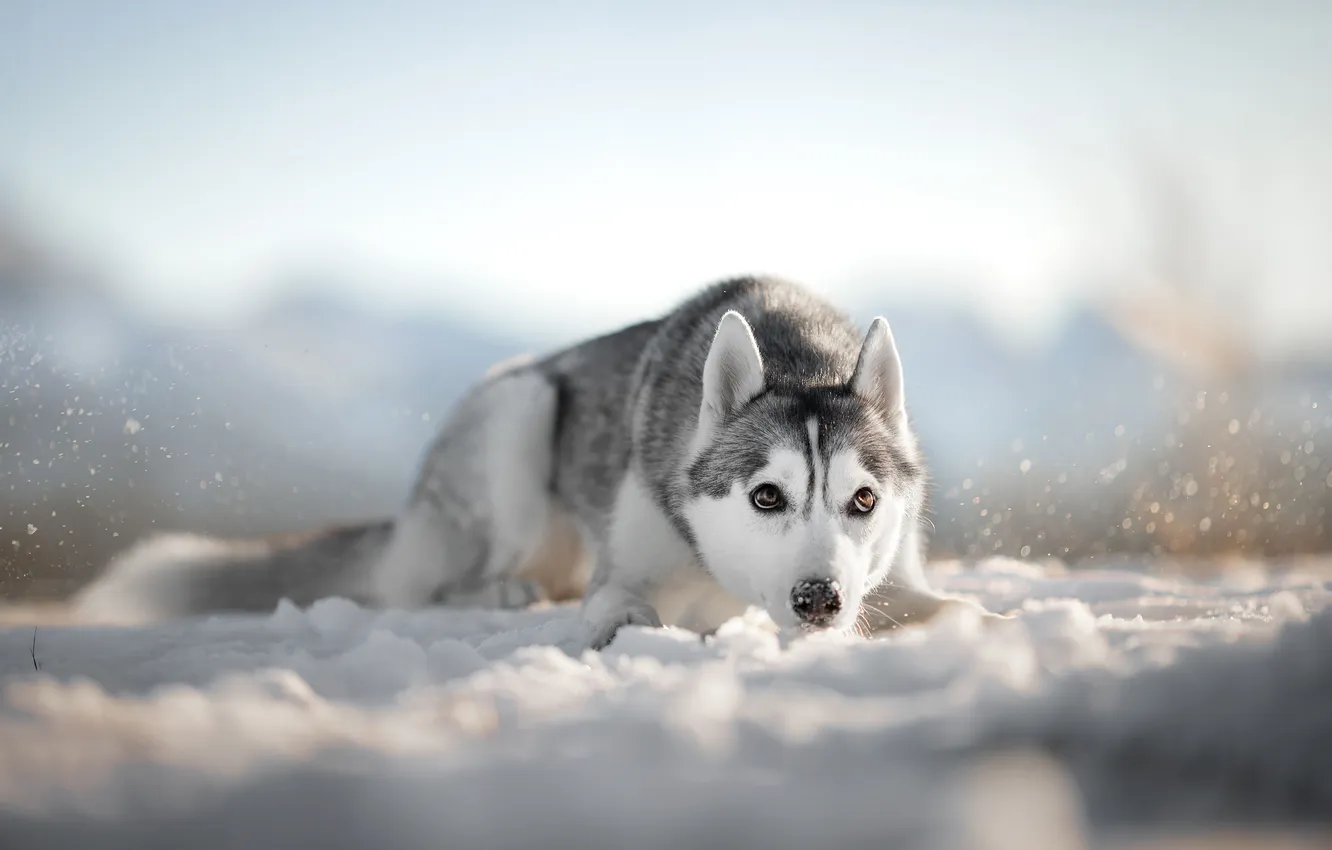 Photo wallpaper snow, dog, husky