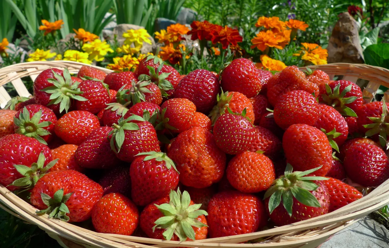 Photo wallpaper berries, basket, strawberry