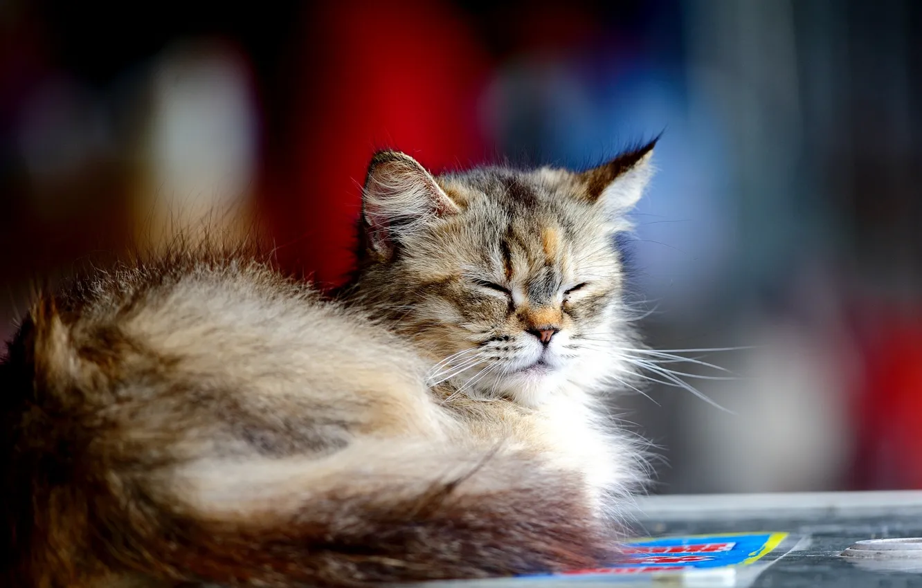 Photo wallpaper cat, kitty, grey, stay, fluffy