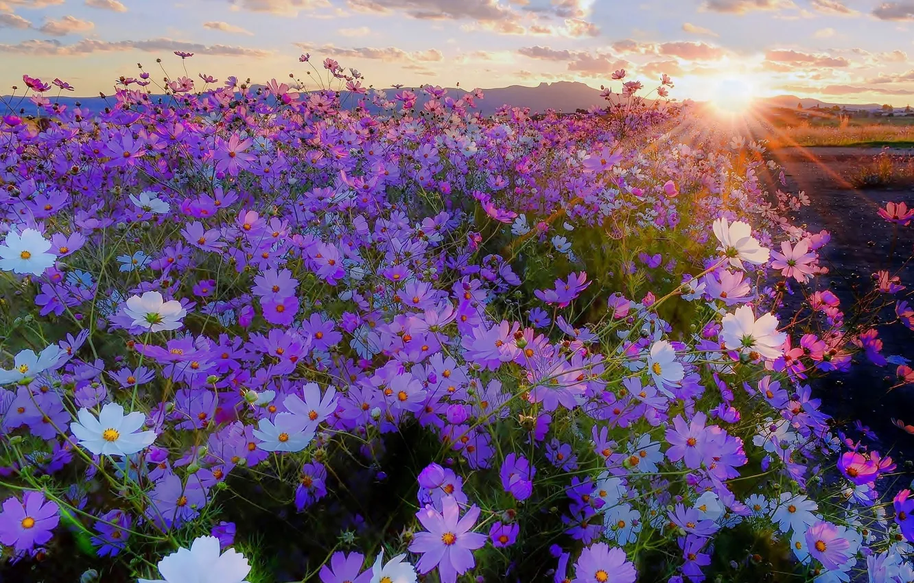 Photo wallpaper field, the rays of the sun, cosmos