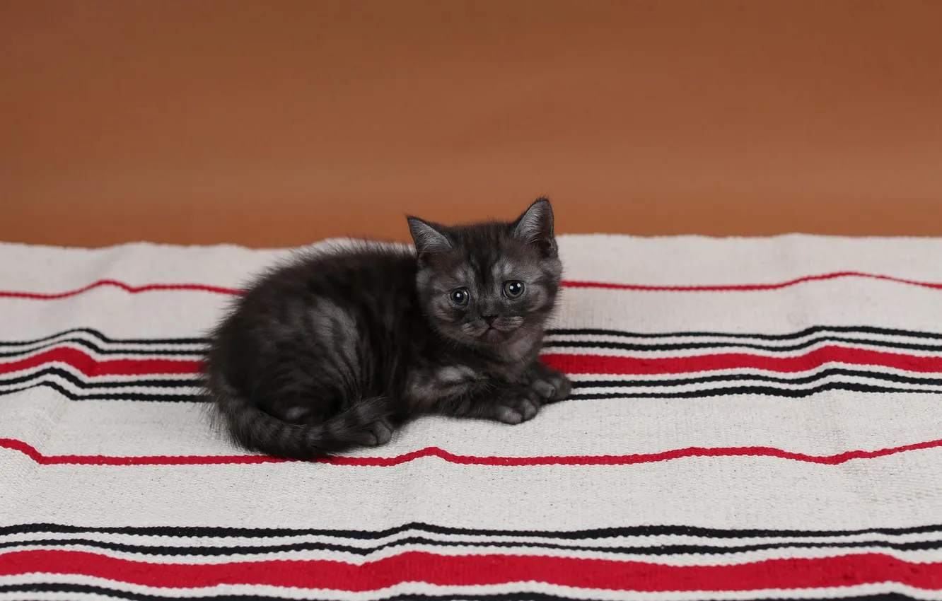 Photo wallpaper cat, strips, fabric, kitty, British